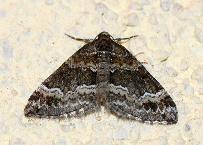 Geometridae Perizoma bifaciata ?